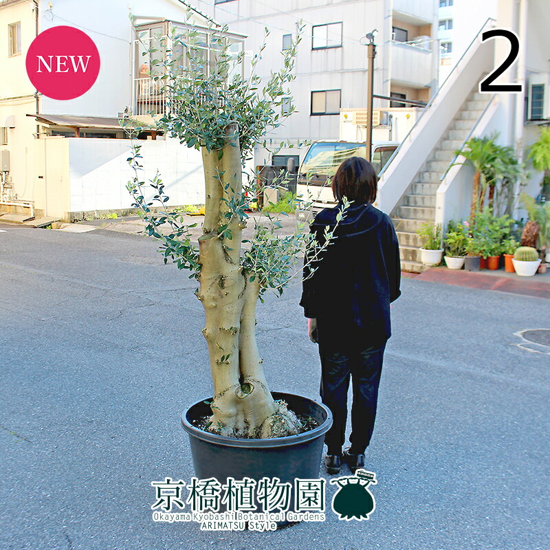 【SSクーポン券あり】【現品】オリーブ・ルッカ 古木 超極太 20号 黒鉢（2）【観葉草木/室内装飾/今めかしい/自然的/鉢植え/差し上げ物//通信販売/特大大いさ/大型/黒いこと/育て分かりやすい/一般受け商いもの】