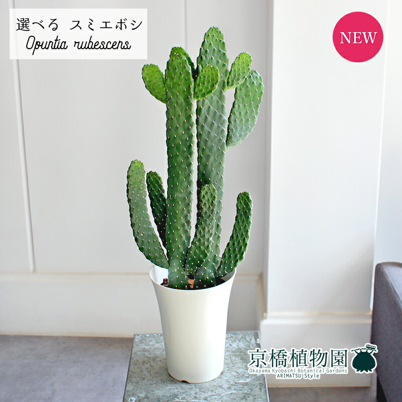 楽天市場】管理番号1266【現品・現物】【販売】サボテン