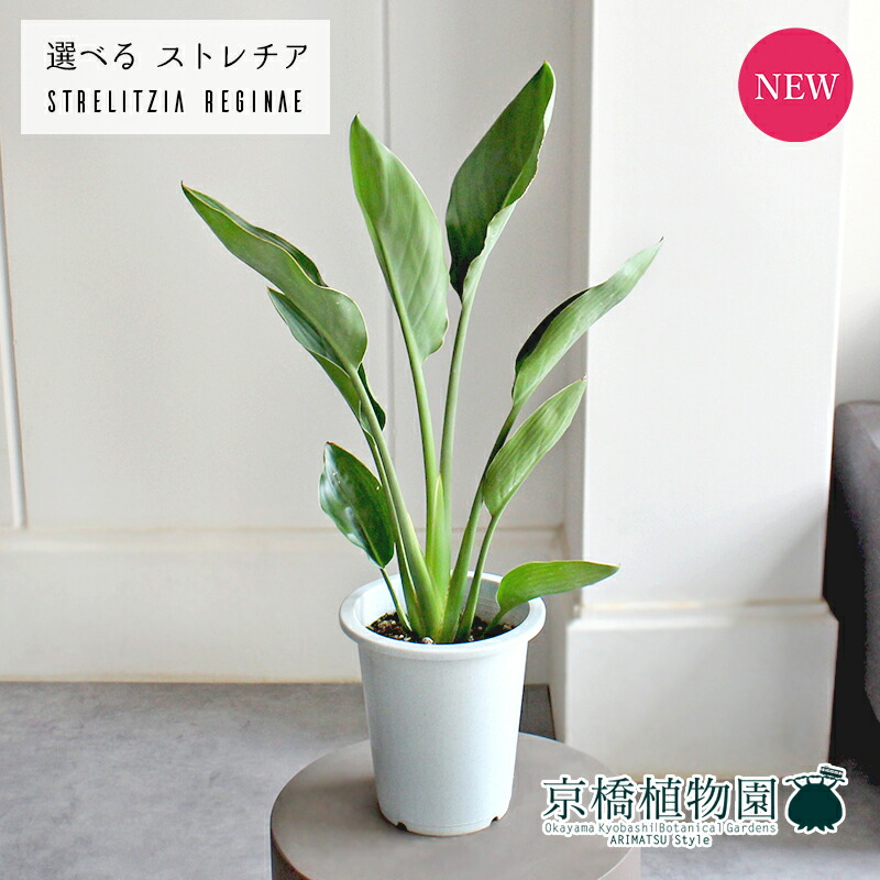 楽天市場】ストレチア/ストレリチア・レギネ 10号【ラージサイズ