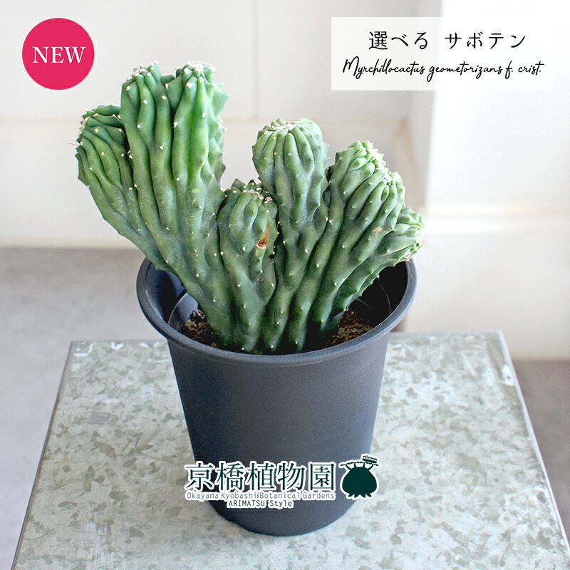 【現品】サボテン　赤鳳（セキホウ）　9号　白セラアート鉢（1） 現品】サボテン 赤鳳（セキホウ） 9号 白セラアート鉢（1