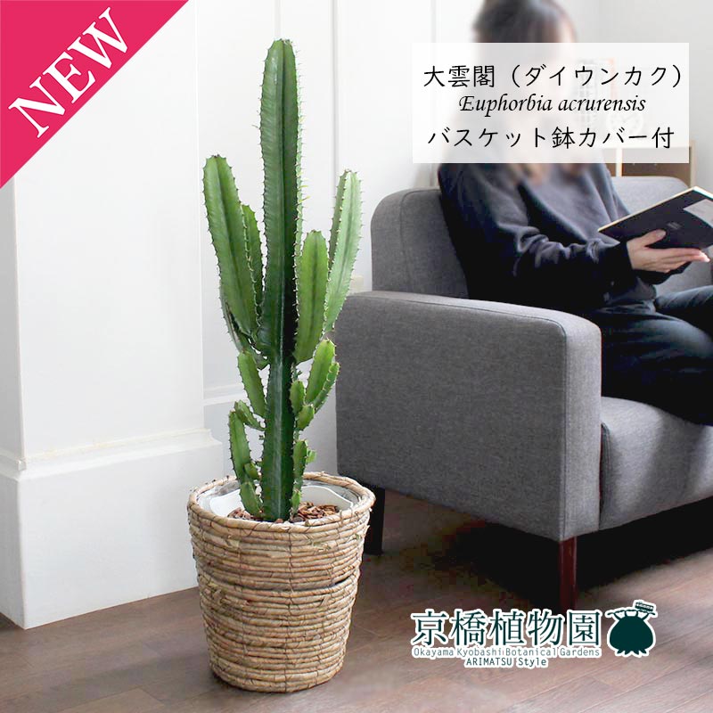 大雲閣（ダイウンカク）7号【提げ篭鉢押しかぶせる付き添い人/赤銅色】【真っただ中大いさ/室内装飾/喜び事/開店お祝い/引っ越しお祝い/作りお祝い/差し上げ物/差し上げ物/育て分かりやすい/観葉草木//通信販売/大型】 花・観葉植物-観葉植物