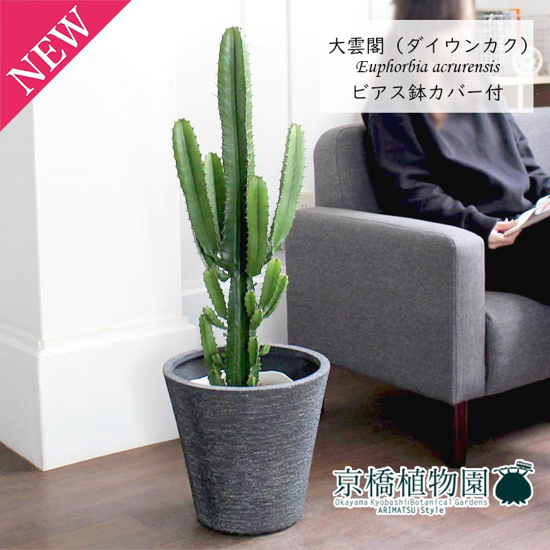 【マラソンクーポン有!】大雲閣(ダイウンカク)7号【ビアス鉢カバー付き/ブラック】【ミドルサイズ/インテリア/お祝い/開店祝い/引越祝い/新築祝い/ギフト/プレゼント/育てやすい/観葉植物//通販/大型】|花のアリマツ支店