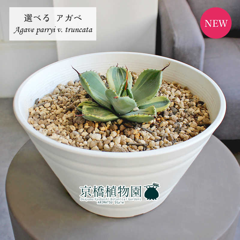 凛*様 アガベ パリー トランカータ Agave 鉢サイズ　8号 凛*様 アガベ パリー トランカータ Agave 鉢サイズ 8号 - メルカリ