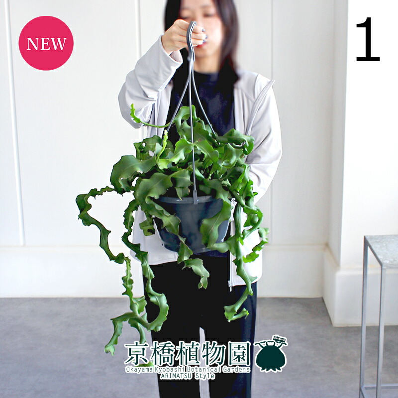 【現品】エピフィルム・グアテマレンシス　7号　黒鉢　吊り下げ（1） 楽天市場】NEW!【現品・現物】エピフィルム・グアテマレンシス 7号吊鉢