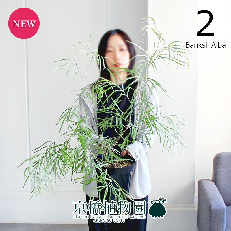 楽天市場】【現品】グレビレア 6号（4）ロビンゴードン 黒鉢【観葉植物