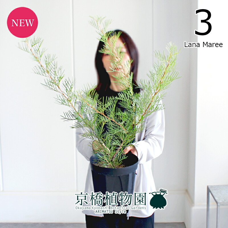 楽天市場】☆【現品・現物】ケラリア・ナマクエンシス 6号 : 松や