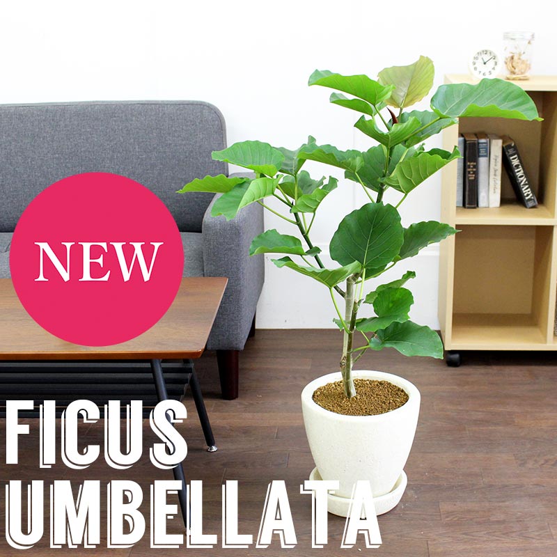 観葉植物】ウンベラータ ハートリーフ 7号鉢 高さ115cm 幅50cm 観葉植物】ウンベラータ ハートリーフ 7号鉢 高さ115cm 幅50cm