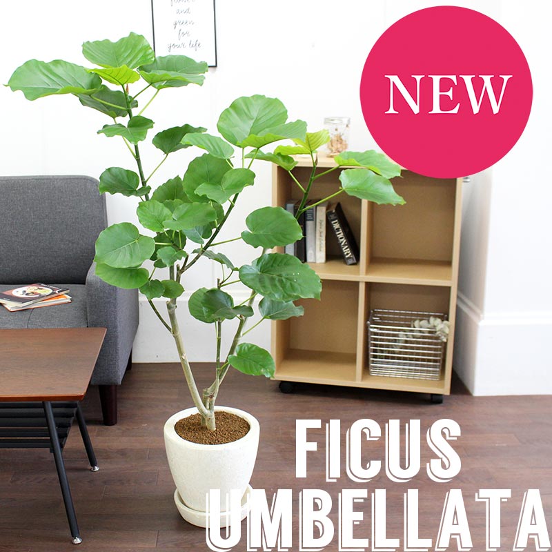 置物 植物 ハートリーフ おしゃれ 観葉植物 開店祝い 引越し祝い ハートリーフ 花 ガーデン Diy インテリア 転居祝い 口径 約23cm鉢 楽天 人気 新築祝い お祝い 通販 鉢植え育てやすい 大型 ギフト プレゼント ハートリーフ ウンベラータ 口径 約23cm鉢