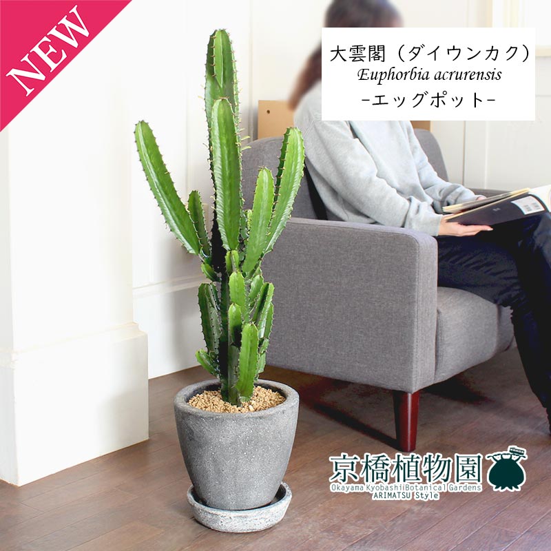 置物 引越し祝い 花 ガーデン Diy おしゃれ 観葉植物 エッグポット グレー 人気 ぷっくりたまご型の鉢 新築祝い 転居祝い インテリア 植物 開店祝い お祝い 楽天 通販 鉢植え育てやすい ギフト プレゼント エッグポット グレー 大雲閣 ダイウンカク 7 置物 引越し祝い 花 ガーデン Diy おしゃれ 観葉植物 エッグポット グレー 人気 ぷっくりたまご型の鉢 新築祝い 転居祝い インテリア 植物 開店祝い お祝い 楽天 通販 鉢植え育てやすい ギフト プレゼント エッグポット グレー 大雲閣 ダイウンカク 7