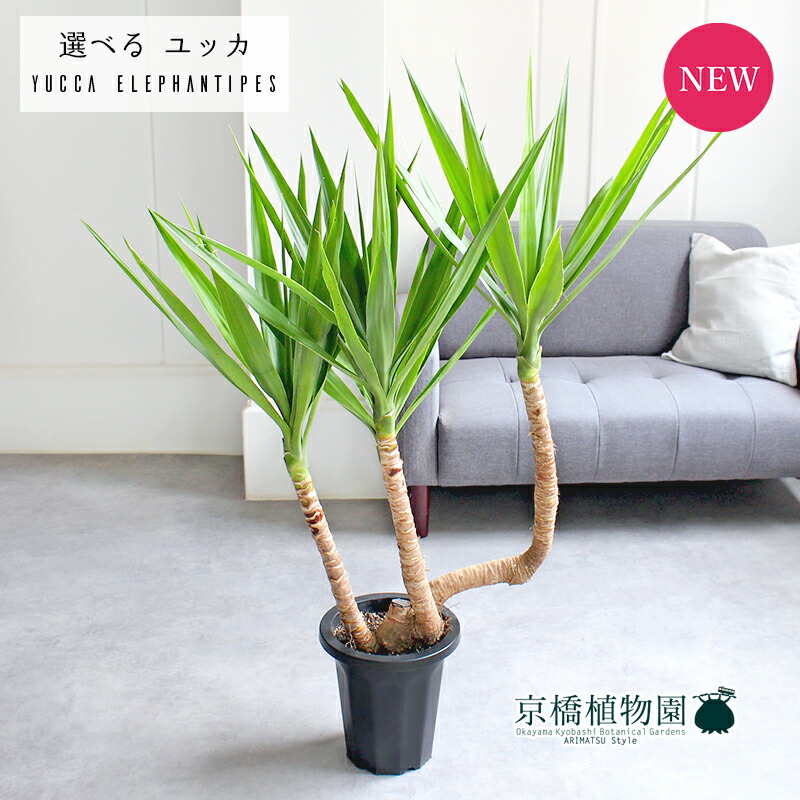 ユッカ　バッカタ　バナナユッカ　レア品種　ドライガーデン 81DMxpQIxpL._AC_UF1000,