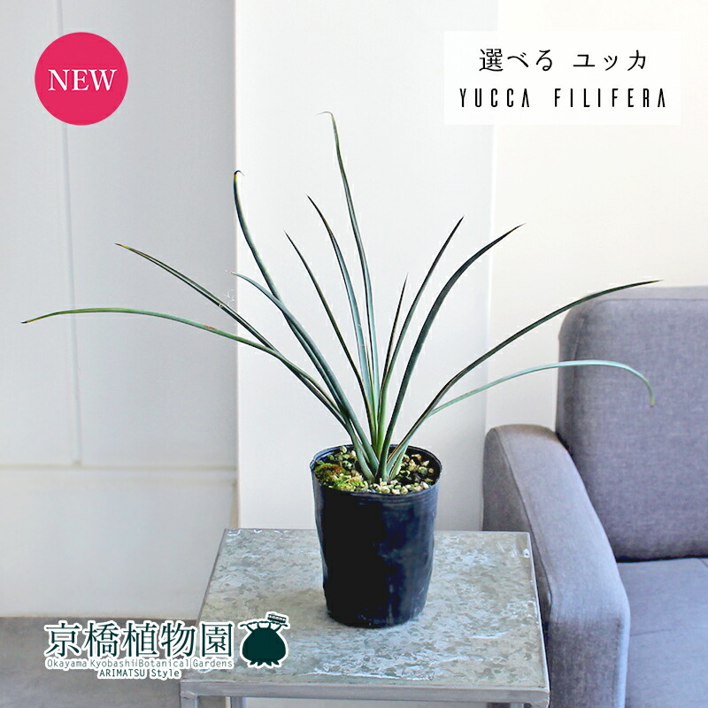 楽天市場】【現品】ユッカ・フィリフェラ 古木 10号（1）【観葉植物