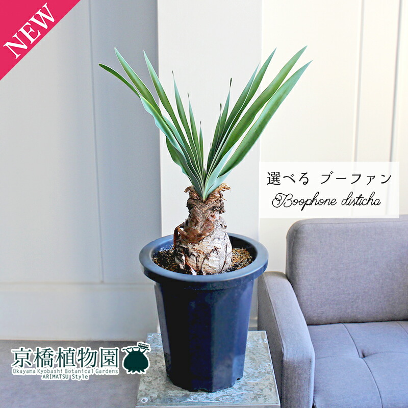 楽天市場】【20日はP5倍！】【現品】ザミア・フロリダーナ 多頭株 10号