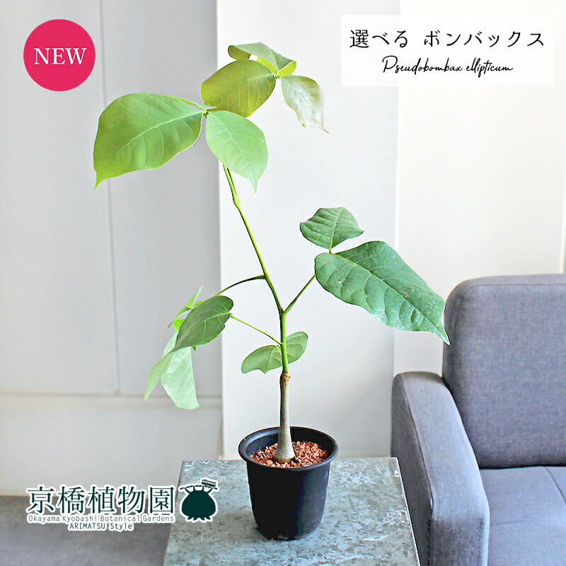 ボンバックス　塊根植物 約10cm 黒色鉢 Amazon.co.jp: プセウドボンバックス：エリプチクム（実生4年株