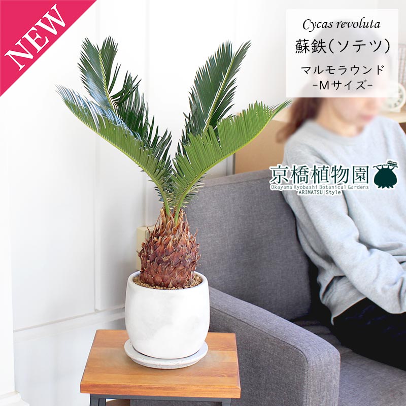 ソテツ『超特大サイズ』近畿地方限定配達&植込み無料❗️その他地方の方要相談。 Amazon｜蘇鉄 ソテツ 12号 観葉植物 お祝 新築祝い 開店祝い