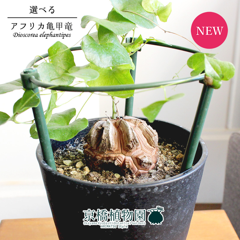 楽天市場】【現品】アフリカ亀甲竜 4号（6〜10）【選べる観葉植物