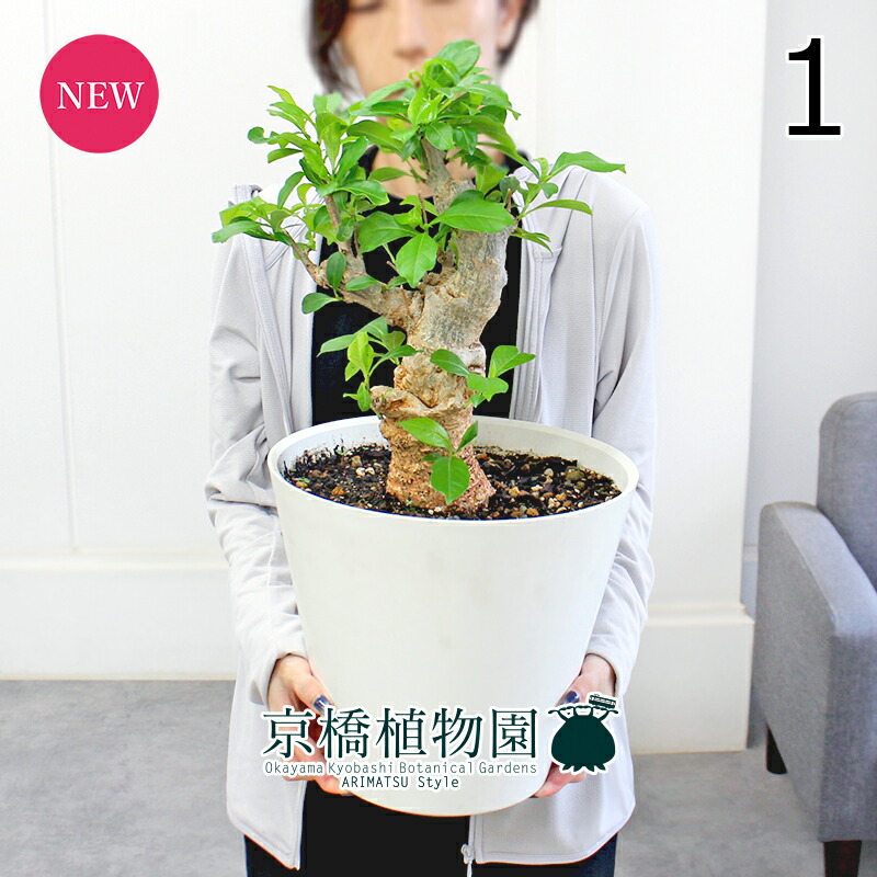 バオバブ　斑入り　No.001　鉢、送料込　メルカリ便 バオバブ 斑入り No.001 鉢、送料込 メルカリ便 2025年最新】バオバブ