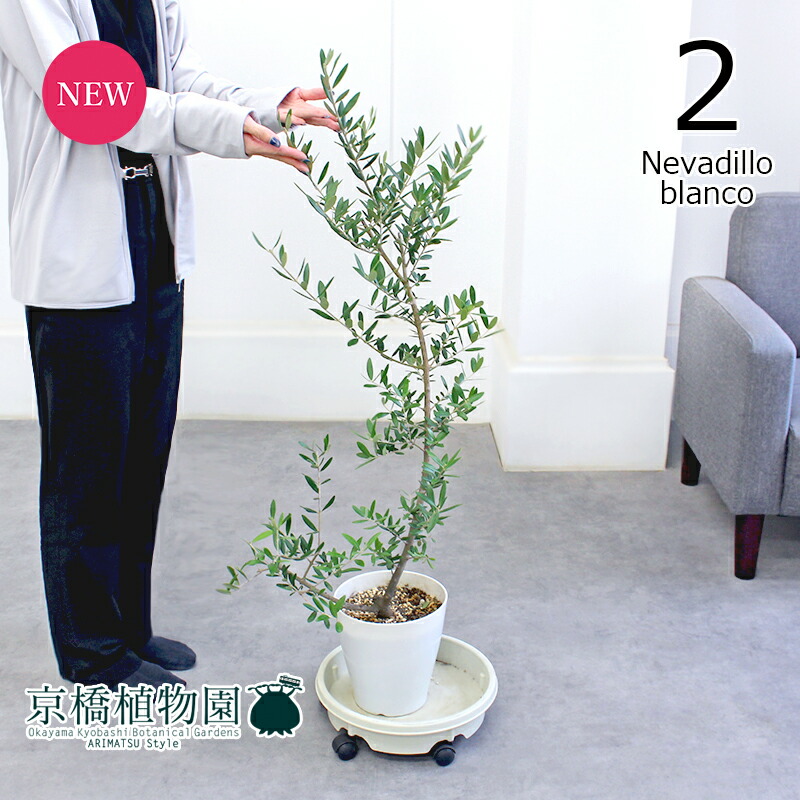 楽天市場】現品オリーブ ネバディロブランコ 7号鉢 送料無料