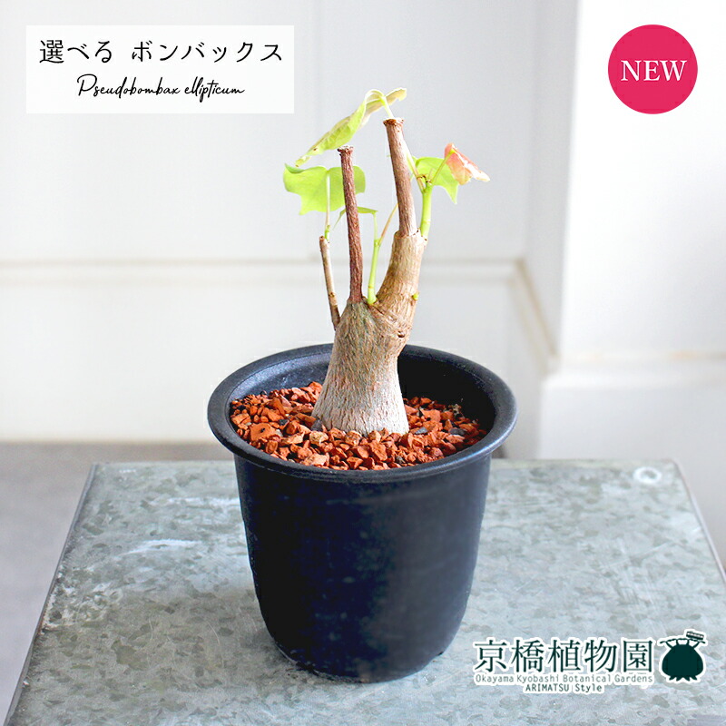 【現品】ボンバックス　8号　黒鉢　（1） 現品】ボンバックス 8号 黒鉢（1） : 花のアリマツ Yahoo!店 - 通販