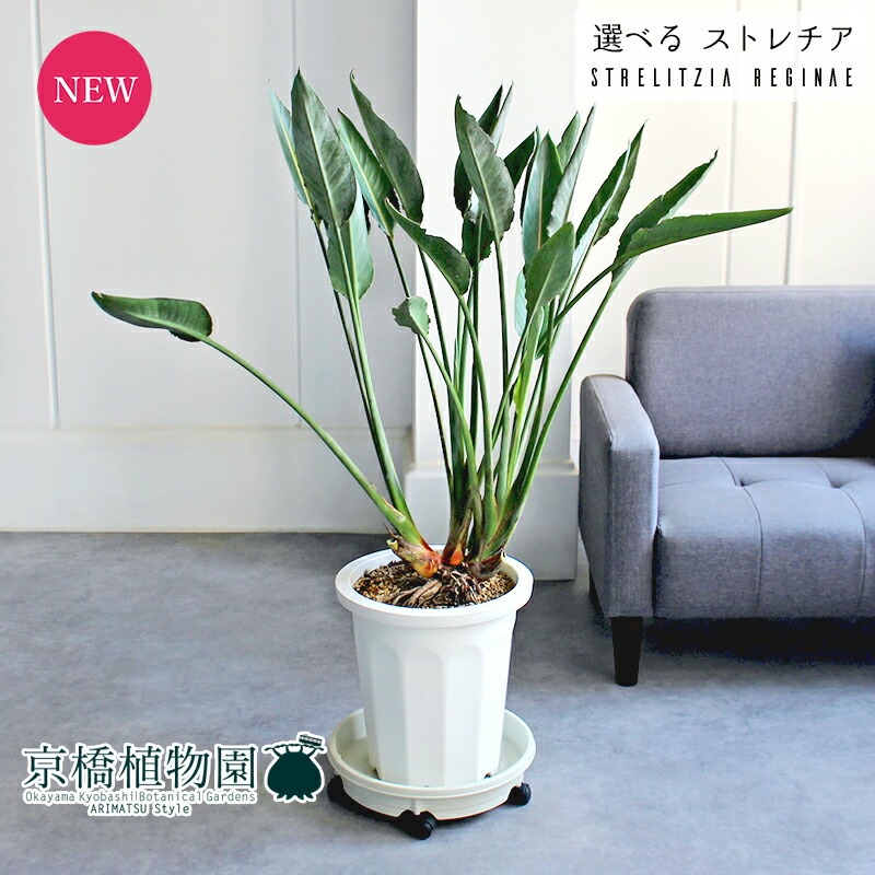 【マラソンクーポン有！】【現品】ストレチア/ストレリチア・レギネ　10号【選べる観葉植物】【観葉植物/インテリア/おしゃれ/ナチュラル/鉢植え/贈り物//通販/ラージサイズ/尺鉢/大型/ホワイト/白/ギフト/プレゼント】 21,868円