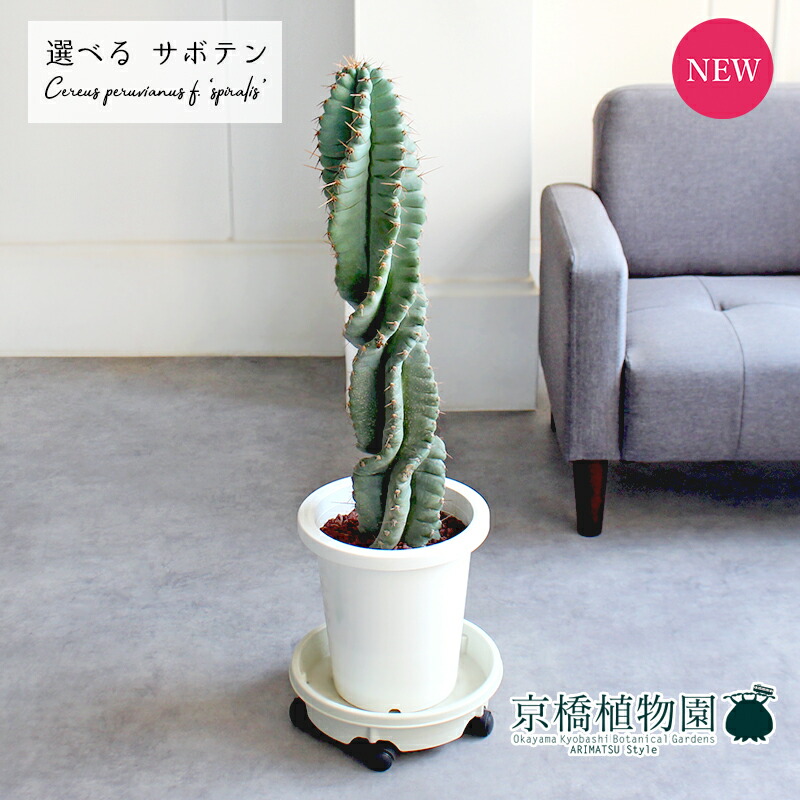 楽天市場】【20日はP5倍！】【マラソンクーポン有！】【現品】サボテン