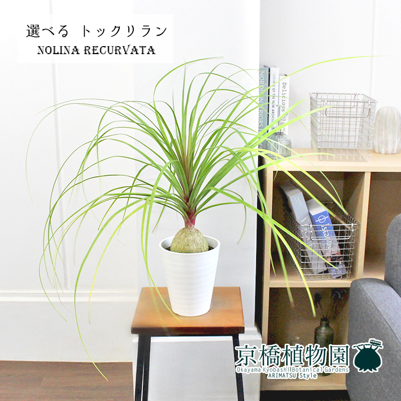 現品 トックリラン ノリナ ポニーテール 5号 白鉢 選べる観葉植物 ぷっくりした幹 観葉植物 植物 置物 モダン インテリア おしゃれ 人気 引越し 祝い 開店祝い 新築祝い 転居祝い お祝い 楽天 通販 鉢植え育てやすい 観葉 ギフト プレゼント Loeschenart Com