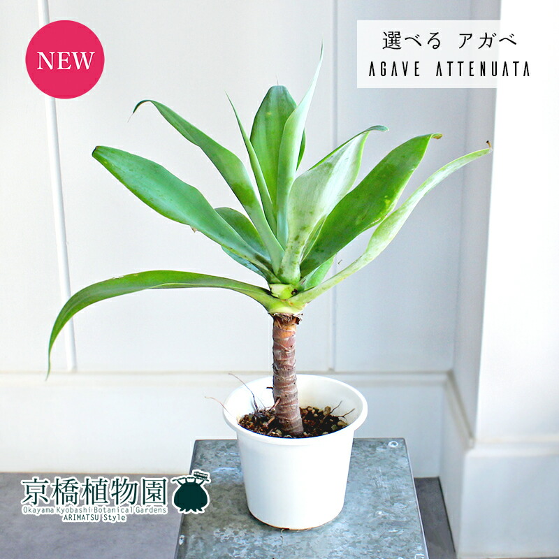 楽天市場】観葉植物：アガベ アテナータ*8号プラポット 現品をお届け
