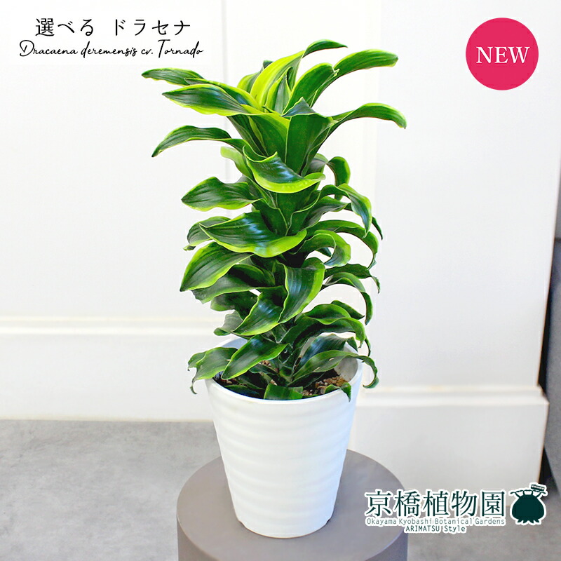 楽天市場】【特価セール品！】 斑入り ドラセナ トルネード 5号鉢