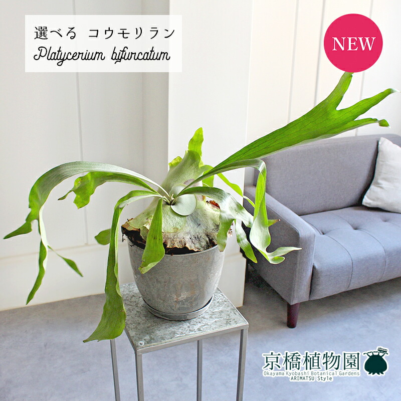楽天市場】【観葉植物】コウモリラン ビカクシダ ビフルカツム 4号鉢