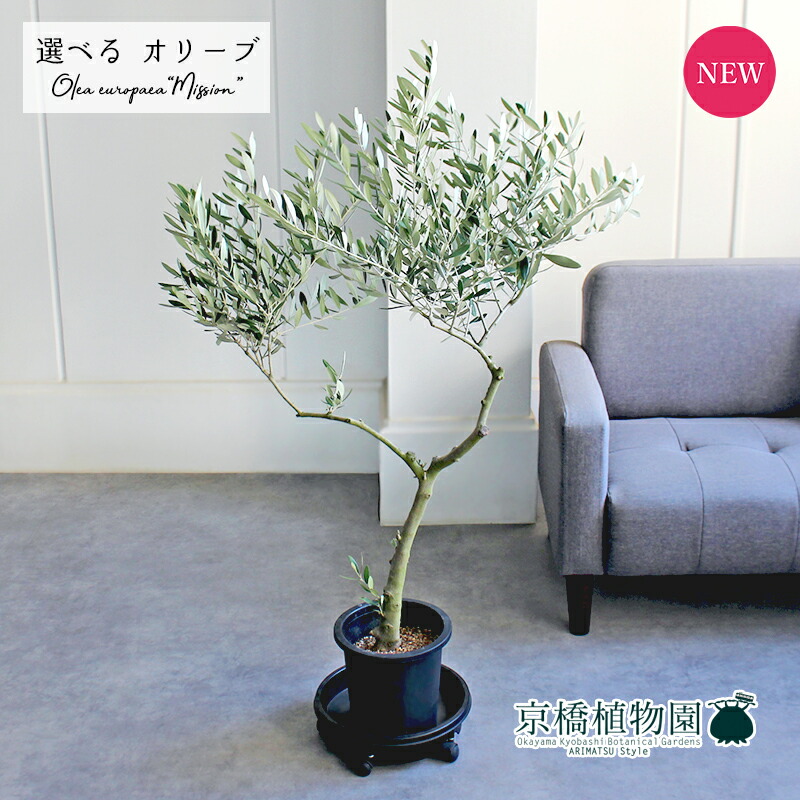 【SS引き換え証あり】【現品】オリーブ 7号 黒鉢（1～5）布教活動【観葉草木/室内装飾/今めかしい/自然的/鉢植え/差し上げ物//通信販売/真っただ中大きさ/大型/黒いこと/育て分かりやすい/未経験者/一般受け商いもの/差し上げ物/差し上げ物】
