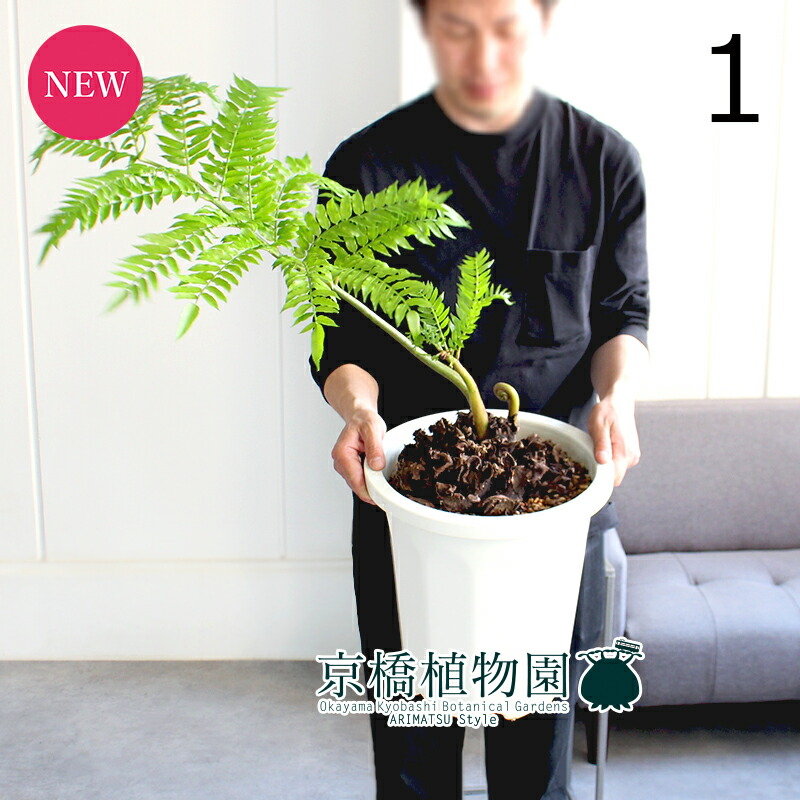 現品【沖縄産】リュウビンタイ8号　株元20センチ超え 現品］【希少】リュウビンタイ 8号 観葉植物 室内 大型 レア