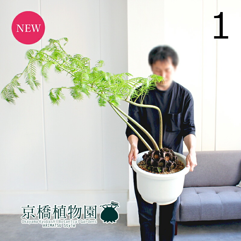 楽天市場】【現品発送】リュウビンタイ 7号鉢植え G284 : 千草園芸