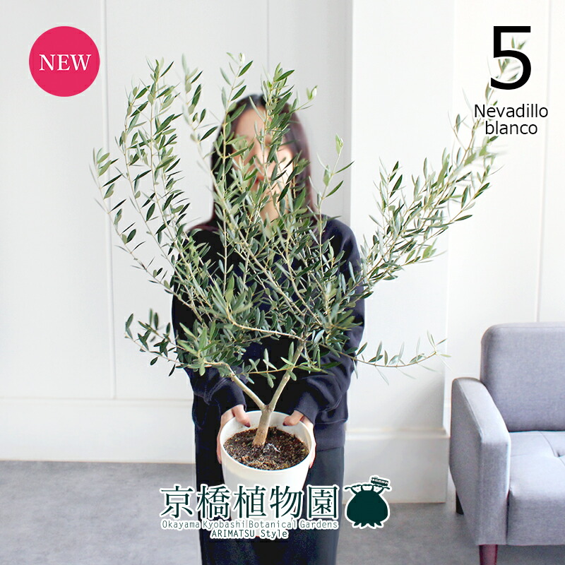 楽天市場】現品オリーブ ネバディロブランコ 7号鉢 送料無料 シンボル