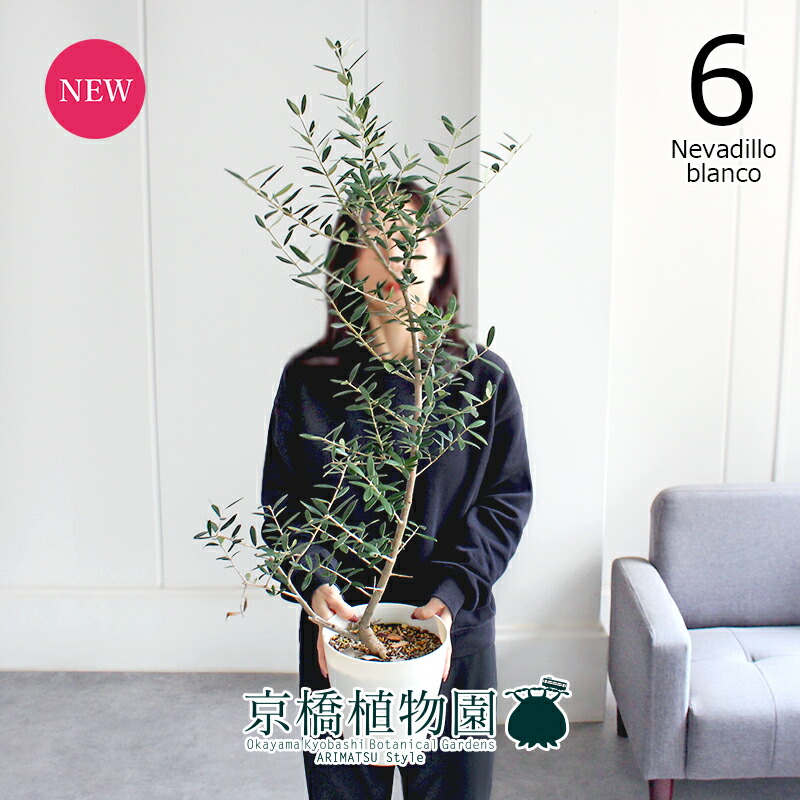 楽天市場】現品オリーブ ネバディロブランコ 7号鉢 送料無料 シンボル