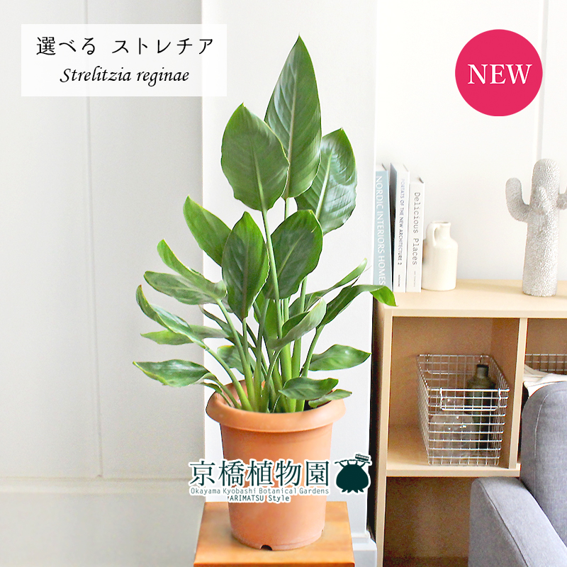 現品 ストレチア ストレリチア レギネ 8号 選べる観葉植物 植物 インテリア おしゃれ 人気 引越し祝い 開店祝い 新築祝い お祝い 楽天 通販 鉢植え観葉 ギフト プレゼント Fitzfishponds Com