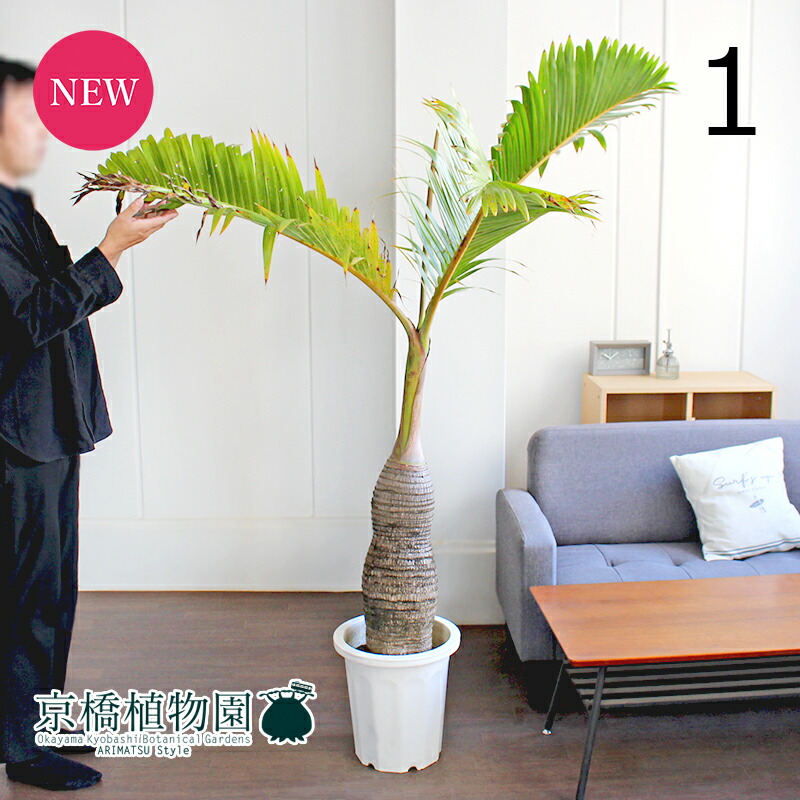 楽天市場】【現品】ユッカ・フィリフェラ 古木 10号(1)【観葉 楽天市場】【現品】ユッカ・フィリフェラ 古木 10号(1)【観葉