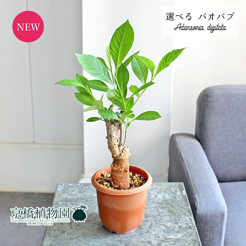 【希少】D.I.P 植木鉢3個セット 植木鉢 おしゃれ 素焼き ジャンクポット丸切立深＜セット 10cm