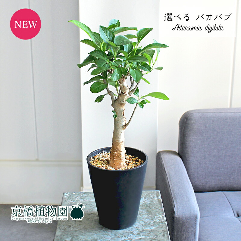 楽天市場】【ケース販売：15入】 バオバブ（ディキタータ） 2.5