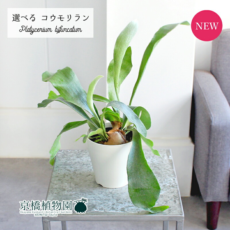 【現品】コウモリラン/ビカクシダ・ビフルカツム（大）吊り下げ（1） 観葉植物 おしゃれ：コウモリラン ビカクシダ ビフルカツム*大