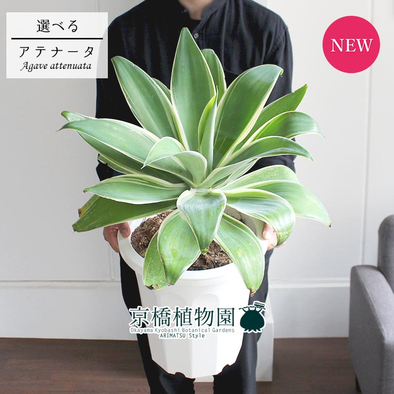 メーカー再生品 10号 選べる観葉植物 植物 斑入り アテナータ 現品 アガベ インテリア プレゼント ギフト 鉢植え観葉 通販 お祝い 新築祝い 開店祝い 引越し祝い 人気 おしゃれ Ag 06 1 Www Optika Italy Com