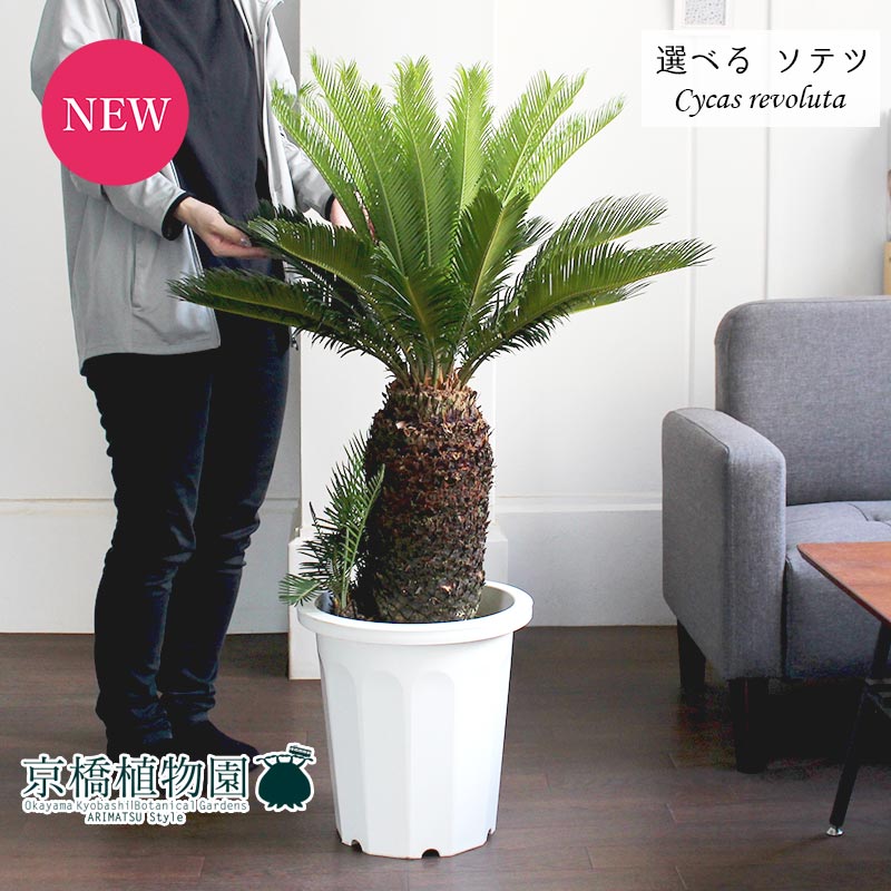 現品 蘇鉄 ソテツ 10号 白鉢 おしゃれ 人気 選べる観葉植物 植物 新築祝い インテリア おしゃれ 人気 引越し祝い 開店祝い 新築祝い お祝い 楽天 通販 鉢植え観葉 ギフト プレゼント 花のアリマツ支店 観葉植物 植物 置物 モダン インテリア おしゃれ 人気