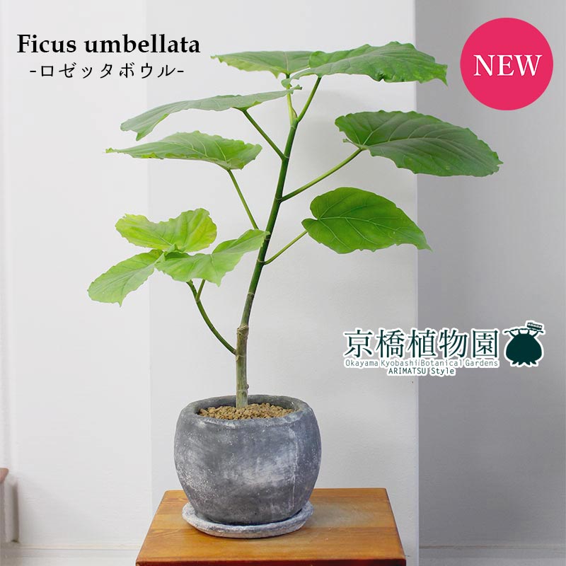 選べるボウル色 フィカス ウンベラータ ロゼッタボウルs大きさ 受け皿御付 グレー 純白 ころんとした漆喰製鉢 Afic Association Org