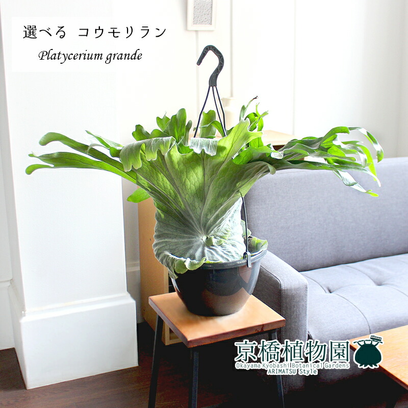 観葉植物 植物 置物 通販 モダン 人気 インテリア おしゃれ 人気 引越し祝い ギフト 開店祝い 新築祝い 転居祝い お祝い 楽天 通販 鉢植え育てやすい 観葉 ギフト プレゼント 現品 コウモリラン グランデ 7号 吊り下げ 選べる観葉植物 観葉植物 インテリア