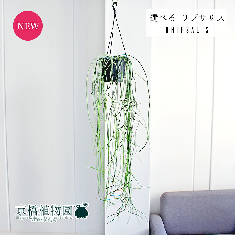 【マラソンクーポン有！】【現品】リプサリス　6号　吊り下げ【スティッキリー/セレウスキュラハワース/ピロカルパレフグレン】【選べる観葉植物】【観葉植物/インテリア/おしゃれ/ナチュラル/鉢植え/贈り物//通販/ミドルサイズ/人気商品】