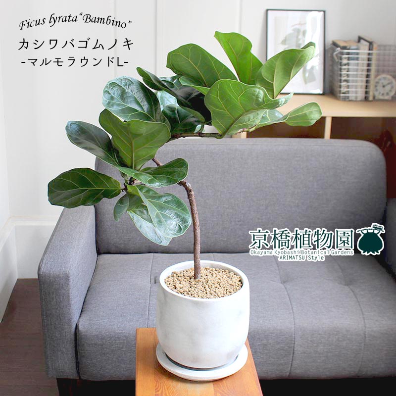 マルモラウンドlサイズ カシワバゴムノキ フィカス リラータ バンビーノ カーヴ 受け皿御伽 シックなモルタル製野晒 ハイカラ Hotjobsafrica Org