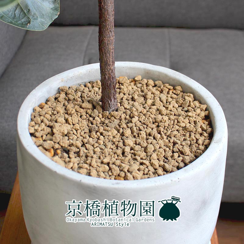 マルモラウンドlサイズ カシワバゴムノキ フィカス リラータ バンビーノ カーヴ 受け皿御伽 シックなモルタル製野晒 ハイカラ Hotjobsafrica Org