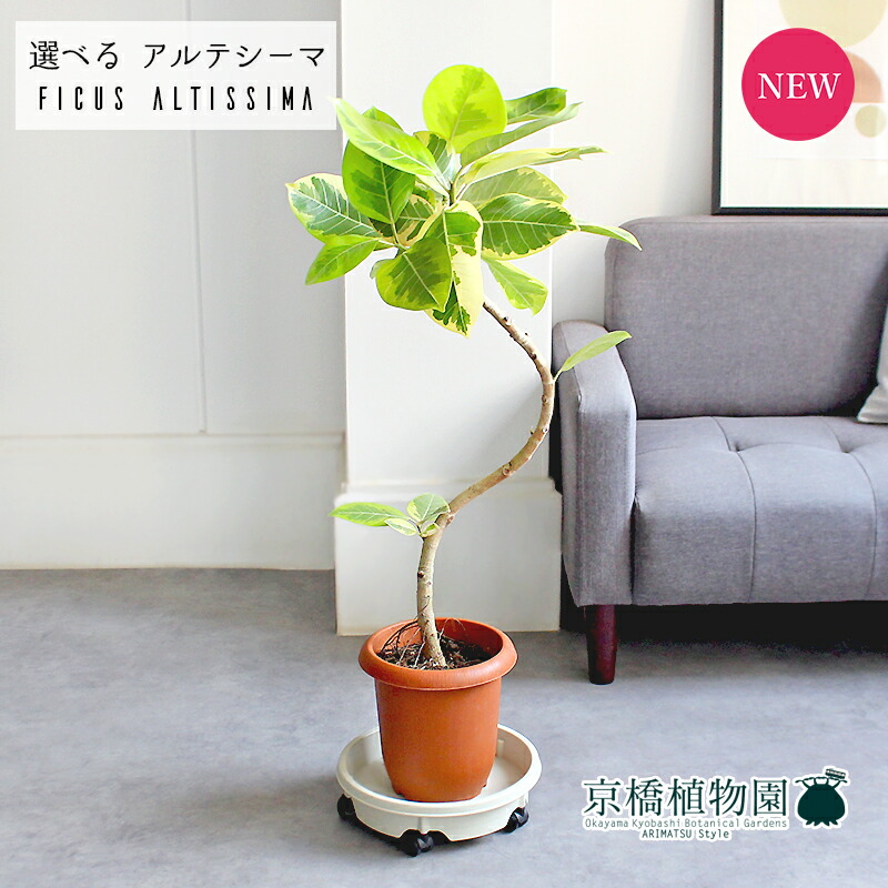 現品】フィカス・アルテシーマ 曲がり 8号 白鉢 （1） 現品】フィカス