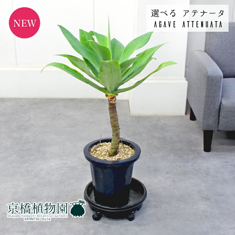 楽天市場】アガベ（アテナータ）幹上がり 10号 プラスチック鉢 約130cm