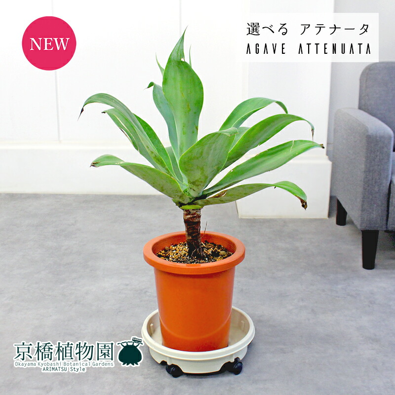 楽天市場】アガベ アテナータ カラズストライプ 7号 苗木【AK】 : 千草園芸