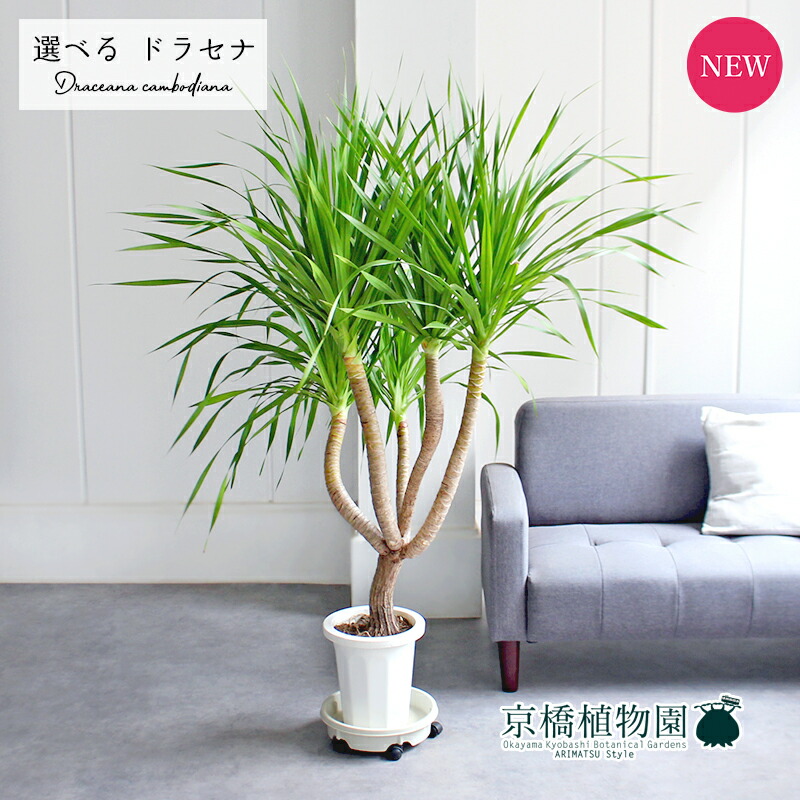 楽天市場】【現品・現物】パラオ パラオドラセナ 10号 KS8番 大型 観葉