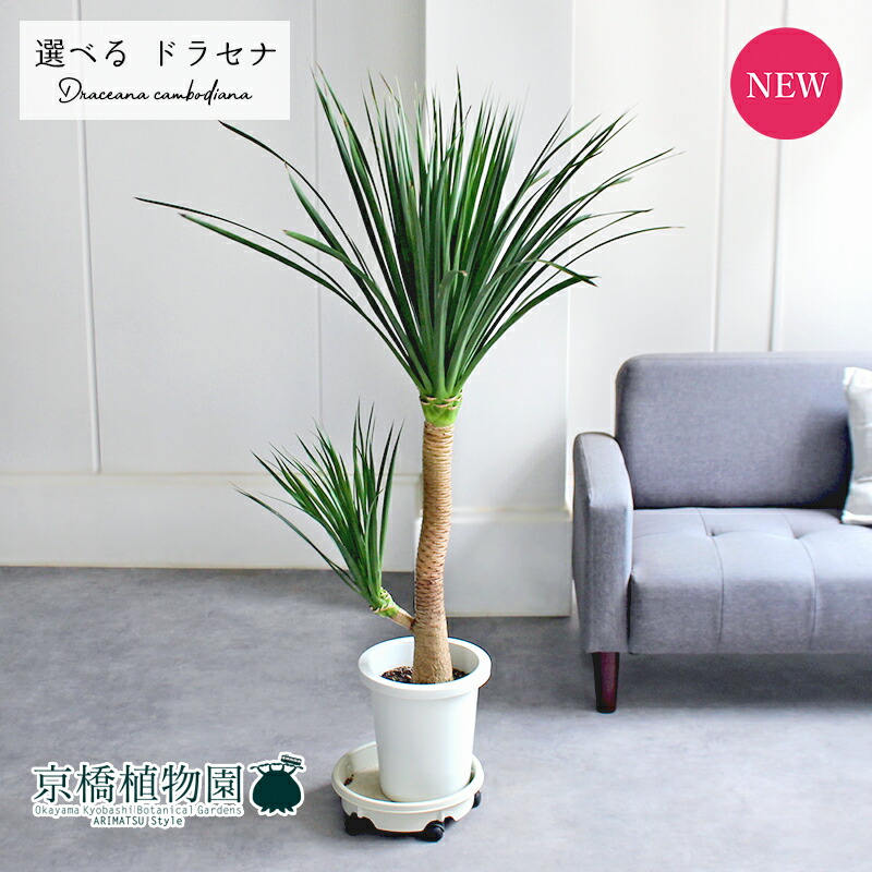 楽天市場】【観葉植物】ドラセナ カンボジア—ナ 8号 プラコッタ